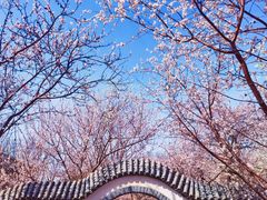-桃花堤公园