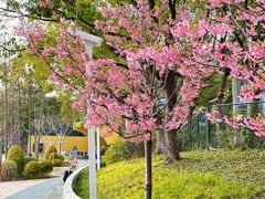 -新江湾城公园