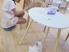 -猫咪派对(江南西店)