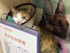 -创凡宠物医院·骨专科  猫科中心(西乡分院)
