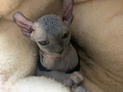 -芭比堂动物医院·犬猫全科·异宠专科(雁塔分院)