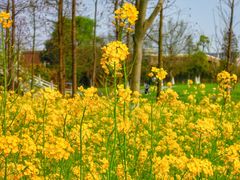 -瑶湖郊野森林公园