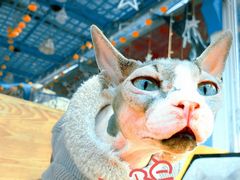 -猫小院猫主题咖啡厅(北锣店)