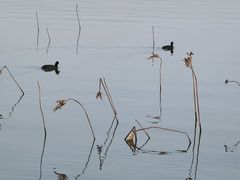 -西昌邛海湿地