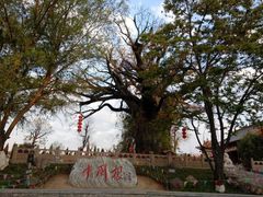 -大槐树寻根祭祖园