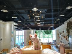 -藏猫猫咖啡主题馆(中央大道店)