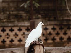 -西安大兴善寺