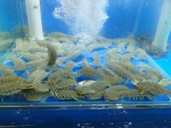 -老东镇啤酒屋海鲜加工·蒸汽海鲜·海鲜烧烤(台东店)