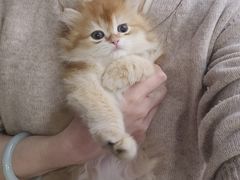 -欣宠猫屋·矮脚拿破仑·蓝金金渐层