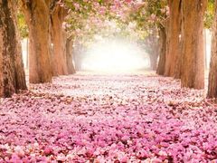 -龙兴·动物奶油生日蛋糕(龙北店)