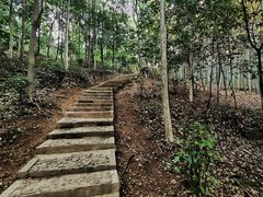 -上海佘山国家森林公园天马山园