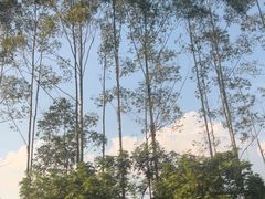 -广州市帽峰山景区