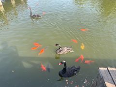 -鄱阳湖国家湿地公园
