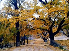 -千年银杏谷文化旅游区