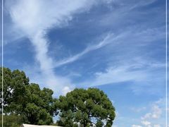 -上海滨江森林公园