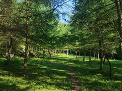 -武陵山森林公园