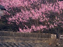 -杭州植物园