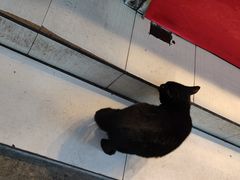 -金海椒罐罐鲢鱼(东方桂苑店)