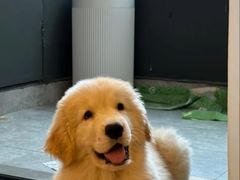 -FAELING PETS美天灵宠物(合生汇店)