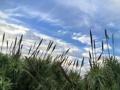 -贡湖湾湿地公园