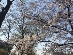 -嘉定紫藤园