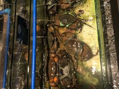 螃蟹-Isla Sugbu Seafood City