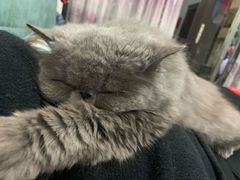 -严国平动物医院(德政总院)