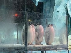 -帝企鹅自助餐厅•儿童岛•真企鹅(长隆企鹅酒店)