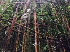-九龙公园