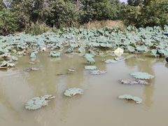 -白塔湖国家湿地公园