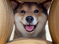 -柴务处·柴犬主题狗咖