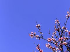 -八大山人梅湖景区