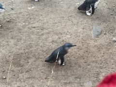 -企鹅岛