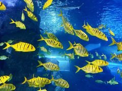 -太平洋海底世界