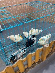 -Moni星球萌宠·小马宝莉·灵蛇·高端高阶全萌宠互动体验俱乐部(红豆国际广场店)