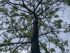 -火炉山森林公园