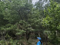 -大岭沟猕猴桃谷风景区