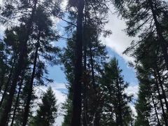 -塞罕坝国家级自然保护区