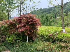 -梭布垭石林景区