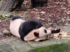 -都江堰中华大熊猫苑