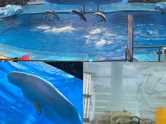 -海合安成都极地海洋公园