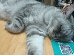 -猫色咖啡·猫咖