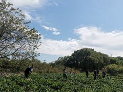 -上海都市菜园