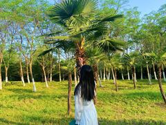 -合肥滨湖国家森林公园