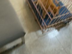 -半岛宠物医院24小时(白果林店)