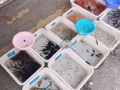 -清平路水族市场