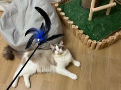 -唐小姐の私宠·宠物洗护美容·撸猫馆·购宠(周浦万达旗舰店)