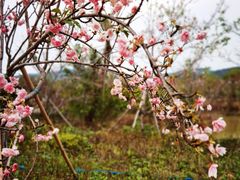 -天适樱花悠乐园