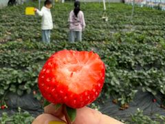 -田趣农庄草莓采摘园
