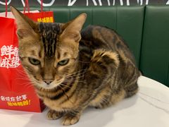 -安格丽娜·狗咖·猫咖羊驼咖(春熙路百盛商场店)